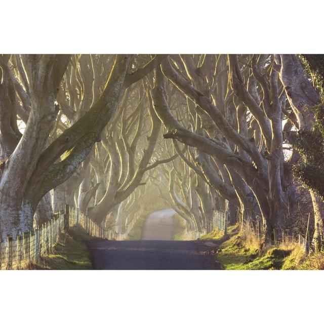 The Dark Hedges from County Antrim, Northern Ireland by Bogdanhoria - Wrapped Canvas Photograph Ebern Designs Size: 12"H x 18"W on Productcaster.