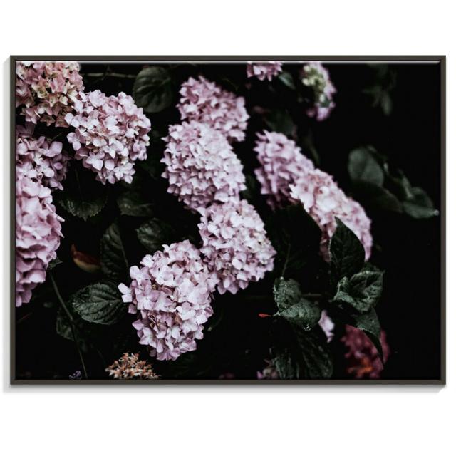 'Hydrangeas' Photograph on Canvas East Urban Home Size: 76cm H x 102cm W, Format: Black Floater Frame on Productcaster.