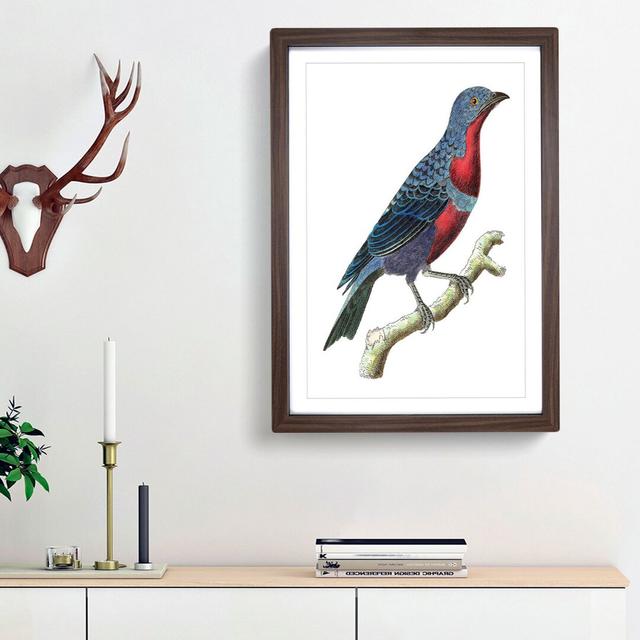 Purple-Breasted Chatterer Bird by George Shaw - Picture Frame Painting Print East Urban Home Frame Option: Walnut Framed, Size: 36cm H x 27cm W x 2cm on Productcaster.