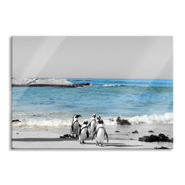 Funny Penguins on the Beach - Unframed Photograph on Glass Highland Dunes Size: 60cm H x 80cm W x 0.4cm D on Productcaster.