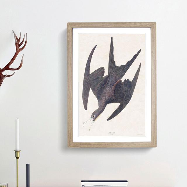 Frigate Pelican by John Audubon - Picture Frame Painting Print East Urban Home Size: 36cm H x 27cm W x 2cm D, Frame Option: Oak Framed on Productcaster.