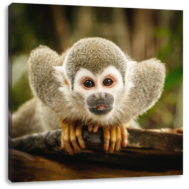 Leinwandbild Curious Squirrel Monkey on Branch World Menagerie Maße: 40 cm H x 40 cm B x 1,8 cm T on Productcaster.