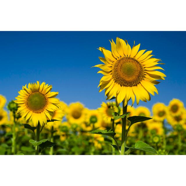 Sunflower by Servetdemir2014 - Wrapped Canvas Print August Grove Size: 32"H x 48"W on Productcaster.