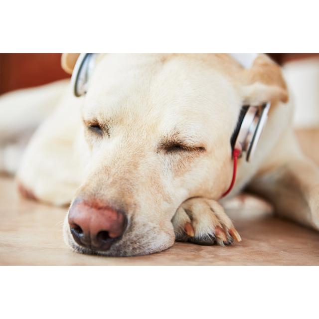 Dog Is Listening Music by Chalabala - Wrapped Canvas Print Brambly Cottage Size: 81cm H x 122cm W on Productcaster.