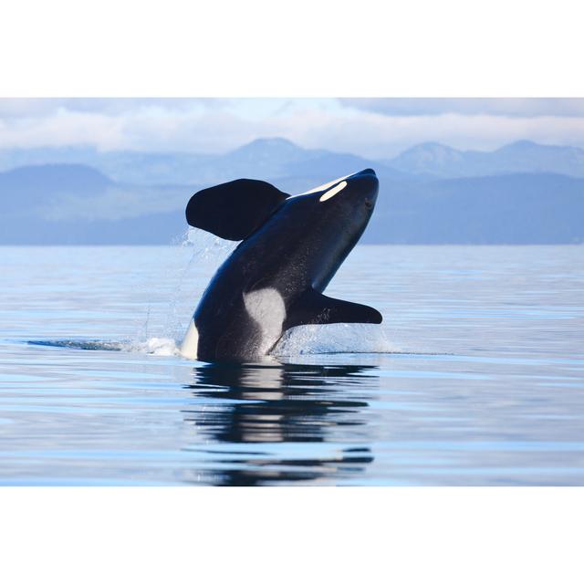 Killer Whale Breach by Markmalleson - Wrapped Canvas Photograph Breakwater Bay Size: 61cm H x 91cm W on Productcaster.