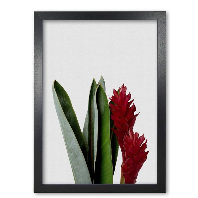 Red Flower - Photograph Print on Paper East Urban Home Size: 42 cm H x 30 cm W x 5 cm D, Format: Black Grain Frame on Productcaster.