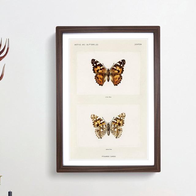 Painted Lady Butterfly by S.F. Denton - Picture Frame Painting Print East Urban Home Frame Option: Walnut Framed, Size: 65cm H x 48cm W x 2cm D on Productcaster.