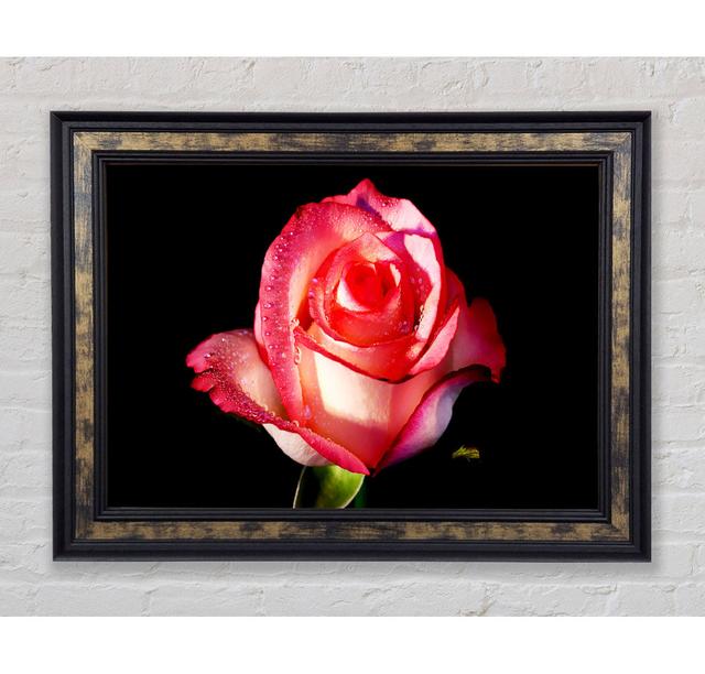 Pink Passion Rose - Druck Brayden Studio Größe: 29,7 cm H x 42 cm B x 8 cm T, Format: Gold/Black Framed Paper on Productcaster.