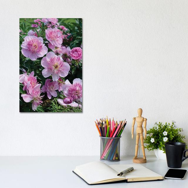 Garden of Blooming Peony II by Mike Kiev - Wrapped Canvas Photograph ClassicLiving Size: 30.48cm H x 20.32cm W x 1.91cm D on Productcaster.