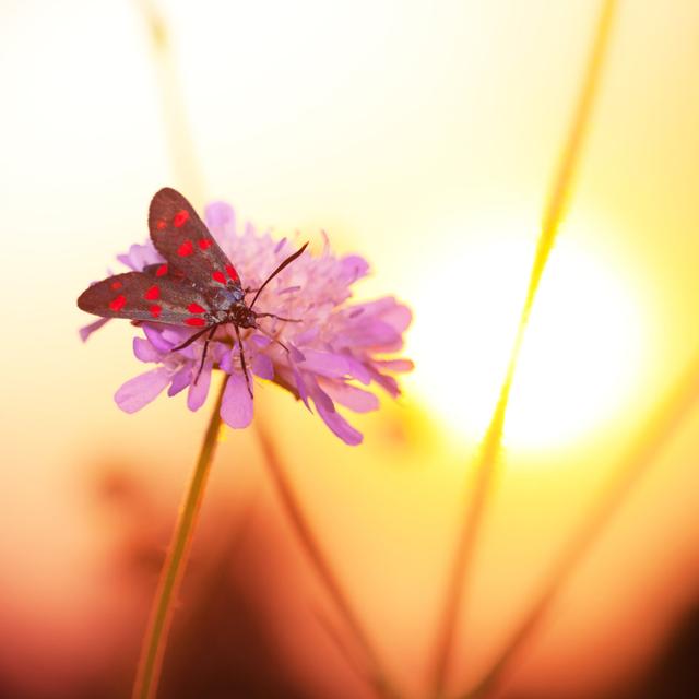 Colorful Zygaenidae Moth by Pawel.gaul - No Frame Print on Canvas 17 Stories Size: 60cm H x 60cm W on Productcaster.