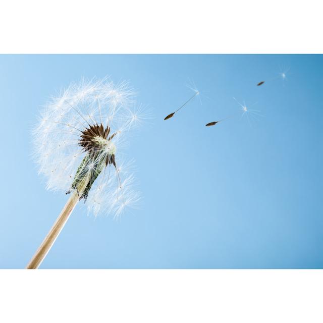 Dandelion by Porpeller - Wrapped Canvas Print 17 Stories Size: 30cm H x 46cm W on Productcaster.