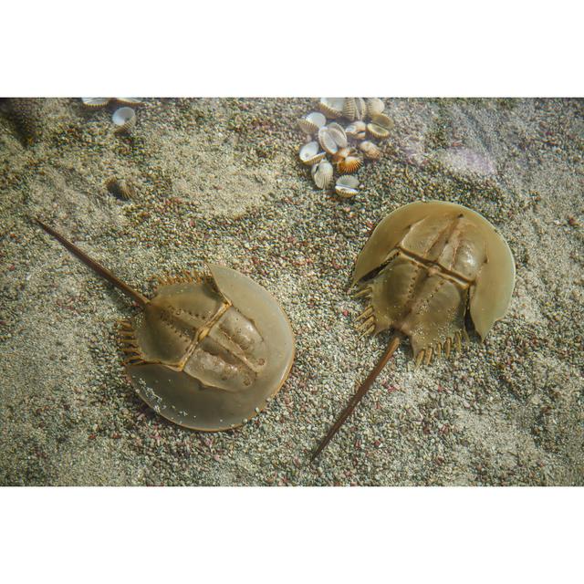 Horseshoe Crab House of Hampton Size: 51cm H x 76cm W on Productcaster.