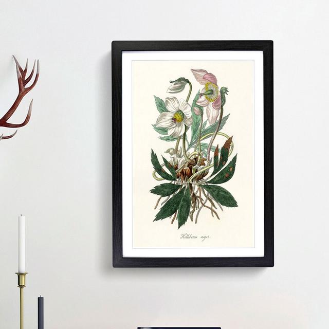 Christmas Rose Illustration - Picture Frame Graphic Art Print East Urban Home Size: 87cm H x 62cm W x 2cm D, Frame Option: Black Framed on Productcaster.