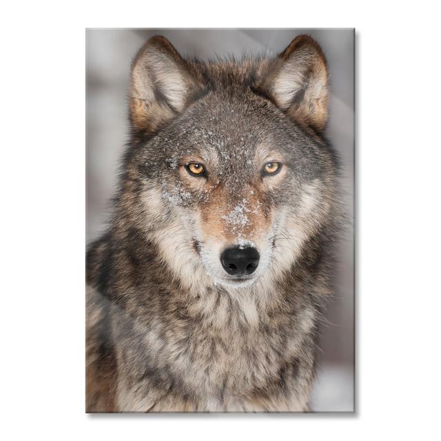 Watchful Wolf - Unframed Photograph on Glass Alpen Home Colour: Brown, Size: 80cm H x 60cm W x 0.4cm D on Productcaster.