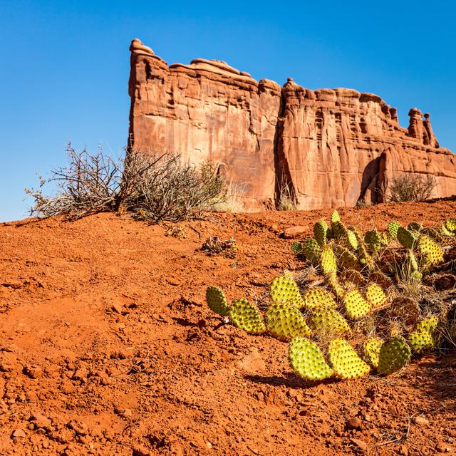 Prickly Pear Cactus In Arches National Park Gracie Oaks Size: 30cm H x 30cm W x 3.8cm D on Productcaster.