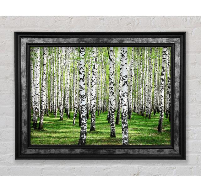 Silver Birch Beauty - Print Bright Star Size: 59.7cm H x 84.1cm W x 8cm D on Productcaster.