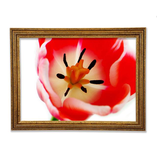 The Core Of A Tulip - Print Brayden Studio Size: 59.7cm H x 84.1cm W x 3cm D, Format: Gold Framed Paper on Productcaster.