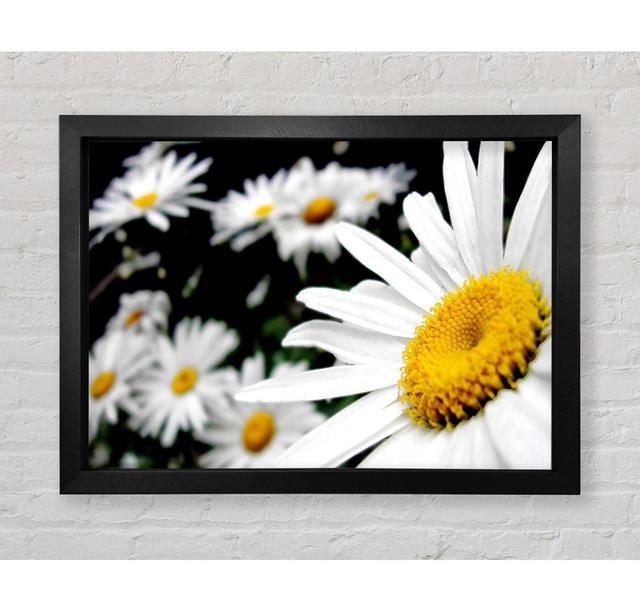 White Daisy Galore - Single Picture Frame Art Prints Bright Star Size: 100cm H x 141.4cm W on Productcaster.