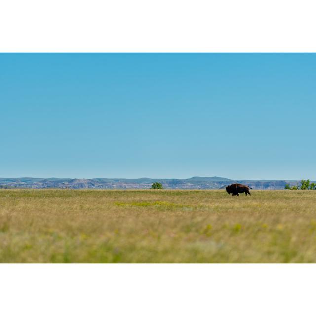 Brotherton Bison Walks Across Prairie - Wrapped Canvas Print Alpen Home Size: 51cm H x 76cm W x 3.8cm D on Productcaster.