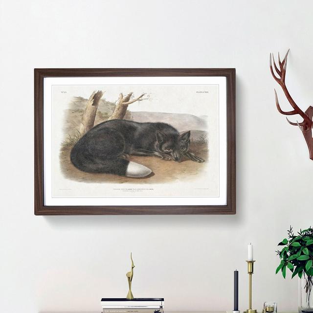 American Black Fox by J.W. Audubon - Picture Frame Painting Print on Paper East Urban Home Frame Option: Walnut Framed, Size: 24cm H x 33cm W x 2cm D on Productcaster.