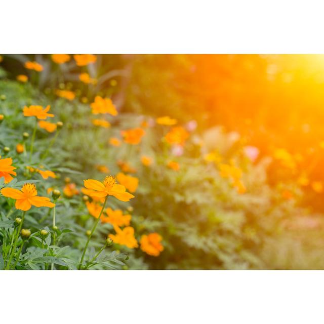 Wild Flowers in Sunrise - Wrapped Canvas Photograph Ebern Designs Size: 20cm H x 30cm W on Productcaster.