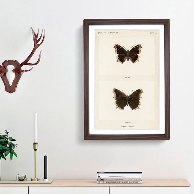 Mourning Cloak Butterfly by S.F. Denton - Picture Frame Painting Print East Urban Home Frame Option: Walnut Framed, Size: 48cm H x 36cm W x 2cm D on Productcaster.