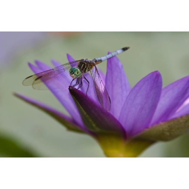 Griggstown Dragonfly by Johnandersonphoto - Wrapped Canvas Photograph Latitude Run Size: 30cm H x 46cm W x 3.8cm D on Productcaster.