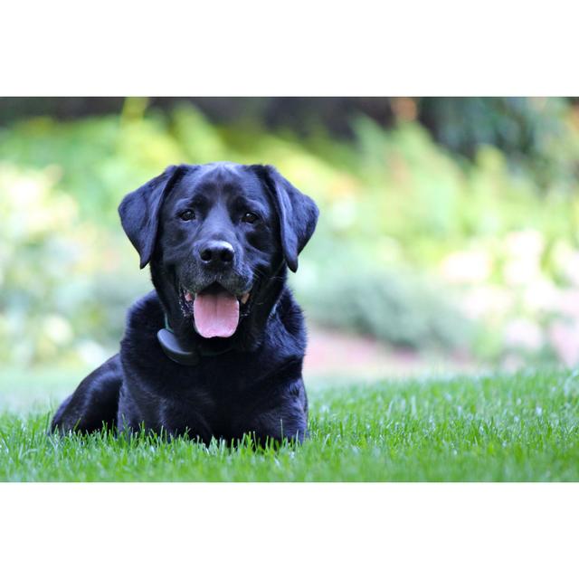 Black Lab - Wrapped Canvas Print 17 Stories Size: 61cm H x 91cm W x 3.8cm D on Productcaster.