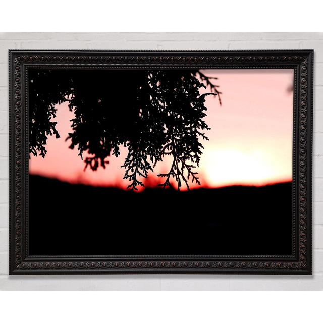 Pine Shrubs In Sunset Framed Print Ebern Designs Size: 100cm H x 141.4cm W on Productcaster.