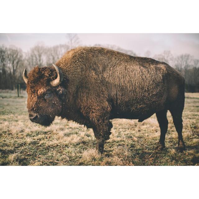 Solitary Bison IV by Adam Mead - Wrapped Canvas Print Gracie Oaks Size: 61cm H x 91cm W on Productcaster.