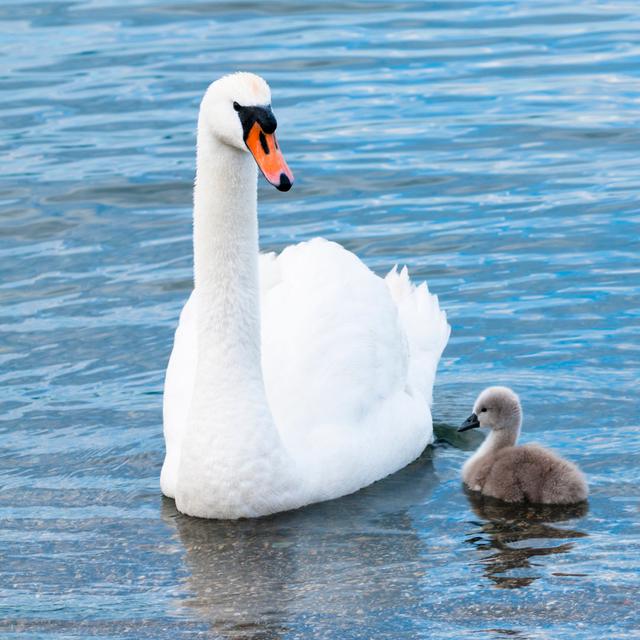 Swan And Cygnet by Scacciamosche - Wrapped Canvas Print 17 Stories Size: 91cm H x 91cm W on Productcaster.