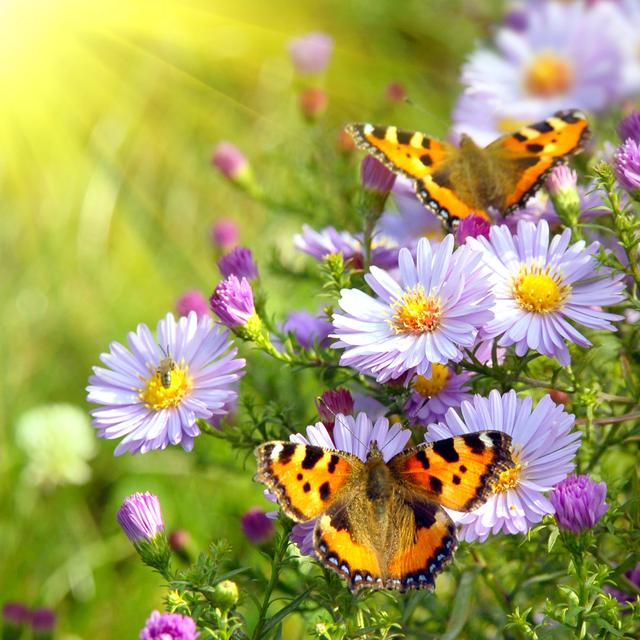 Schmetterlinge auf Blumen - Fotografie ohne Rahmen auf Leinwand Brambly Cottage Größe: 20cm H x 20cm B x 1,8cm T on Productcaster.