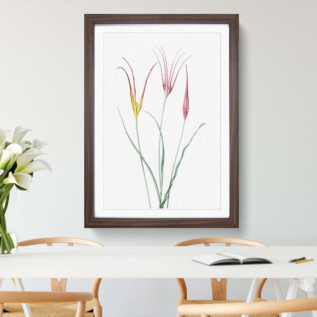 Horned Tulip Flowers by Pierre-Joseph Redoute - Picture Frame Painting Print East Urban Home Size: 36cm H x 27cm W x 2cm D, Frame Option: Walnut Frame on Productcaster.