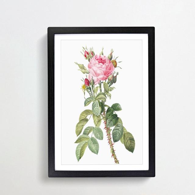 Pink Roses in Bloom by Pierre-Joseph Redoute - Picture Frame Graphic Art Print on MDF East Urban Home Size: 65cm H x 48cm W x 2cm D, Frame Option: Bla on Productcaster.