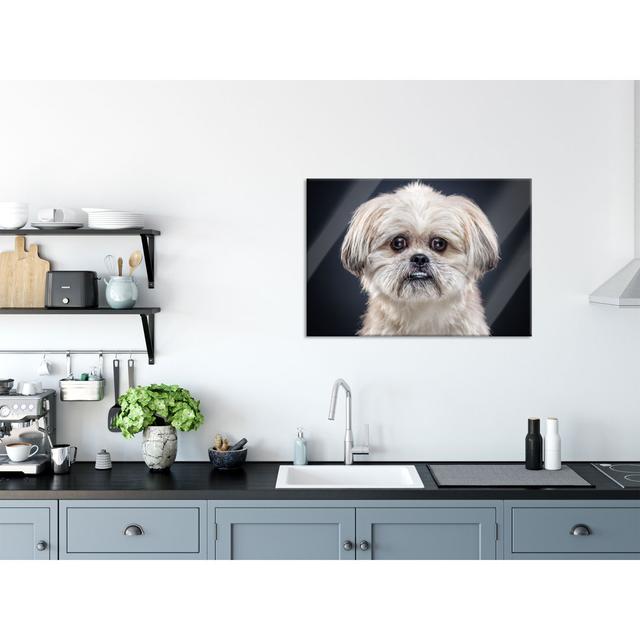 Funny Little Dog - Unframed Photograph on Glass Brayden Studio Size: 60cm H x 80cm W x 0.4cm D on Productcaster.