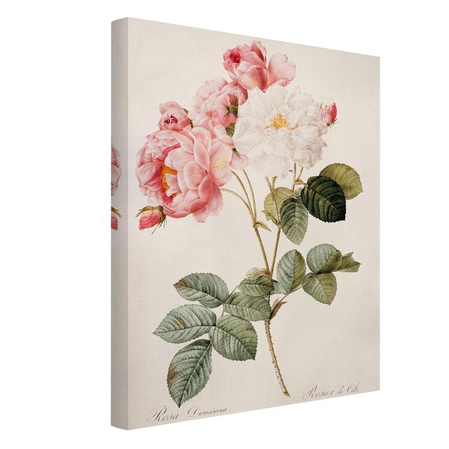 Damascus Rose by Pierre Joseph Redouté - Wrapped Canvas Painting Mercer41 Size: 80cm H x 60cm W on Productcaster.