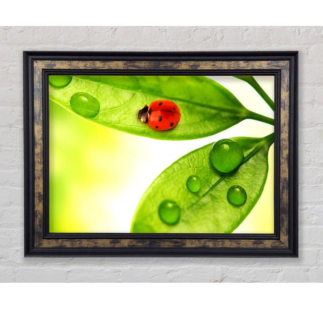 Ladybird - Single Picture Frame Art Prints Bright Star Size: 100cm H x 141.4cm W x 8cm D on Productcaster.