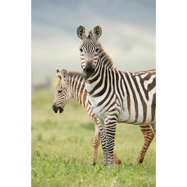 Zebra With Foal Natur Pur Size: 122cm H x 81cm W on Productcaster.