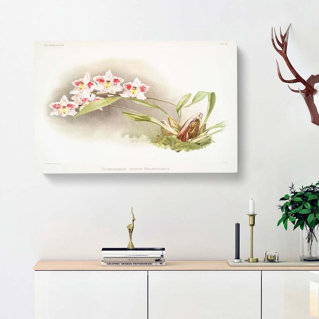 Magnolia Flowers Illustration Tab. 45 by Frederick Sander - Wrapped Canvas Art Print East Urban Home Size: 40cm H x 60cm W x 3cm D on Productcaster.