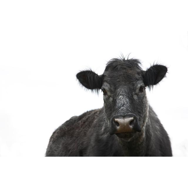 Cow Angus Cattle by Codyphotography - No Frame Art Prints on Canvas Brambly Cottage Size: 60cm H x 90cm W on Productcaster.