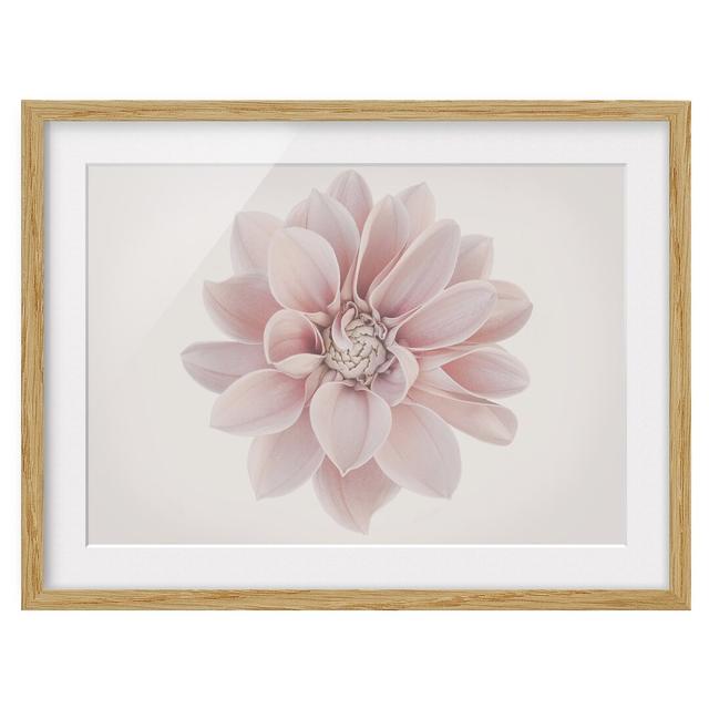 Dahlia Flower Pastel White Pink - Picture Frame Graphic Art Ebern Designs Size: 50cm H x 70cm W x 2cm D, Frame Option: Brown Framed on Productcaster.