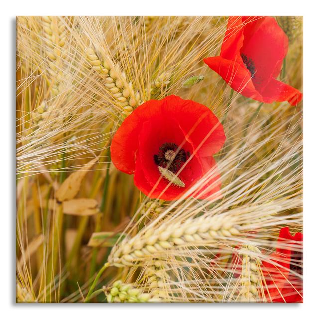 Poppies in the Cornfield - Unframed Photograph on Glass Brayden Studio Size: 80cm H x 80cm W x 0.4cm D on Productcaster.