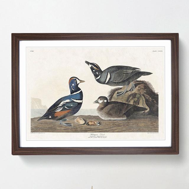 Harlequin Duck by John Audubon - Picture Frame Painting Print East Urban Home Frame Option: Walnut Framed, Size: 48cm H x 65cm W x 2cm D on Productcaster.