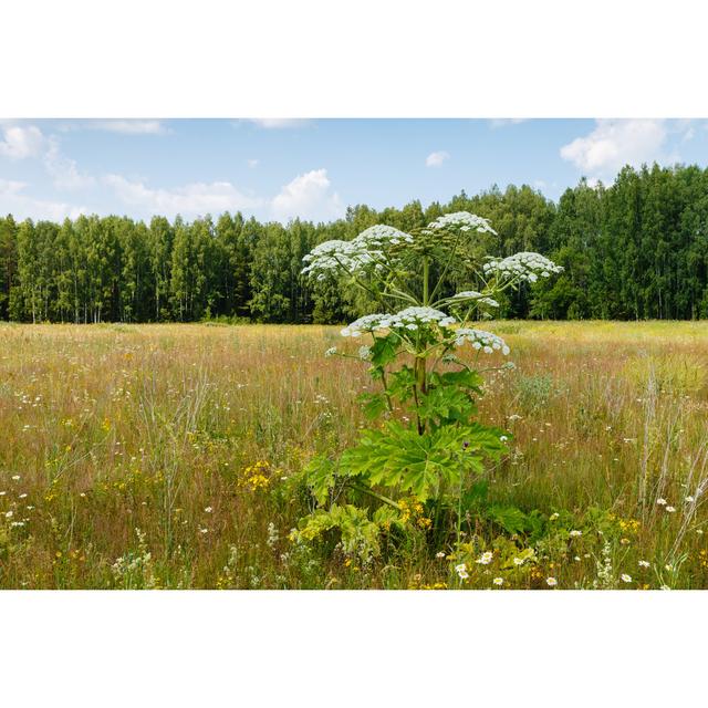 Cow Parsnip Blooms by Mieszko9 - Wrapped Canvas Print Latitude Run Size: 81cm H x 122cm W on Productcaster.