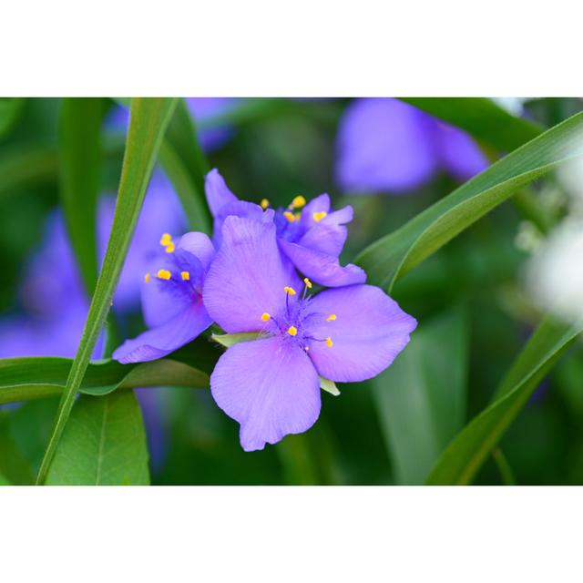 Spiderwort Purple by 49pauly - Drucken 17 Stories Größe: 80 cm H x 120 cm B on Productcaster.