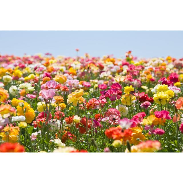 Flower Field - Wrapped Canvas Print 17 Stories Size: 51cm H x 76cm W x 3.8cm D on Productcaster.