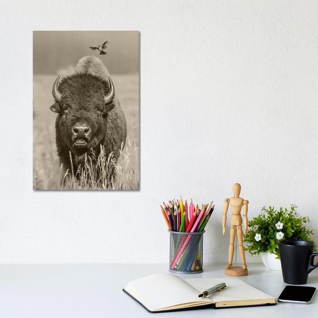 American Bison Bull With Landing Female Brown-Headed Cowbird, Grand Teton National Park, Wyoming - Wrapped Canvas Print Natur Pur Size: 30.48cm H x 20 on Productcaster.