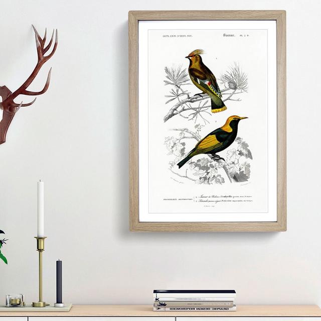 Bird Illustrations PL. 2D by Charles d' Orbigny - Picture Frame Painting Print on Paper East Urban Home Frame Option: Oak Framed, Size: 45cm H x 33cm on Productcaster.