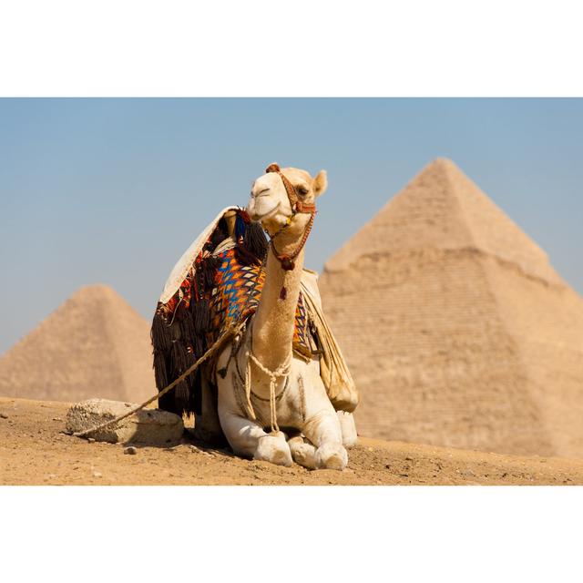 White Camel Resting Pyramids Cheops - Wrapped Canvas Print Natur Pur Size: 30cm H x 46cm W on Productcaster.