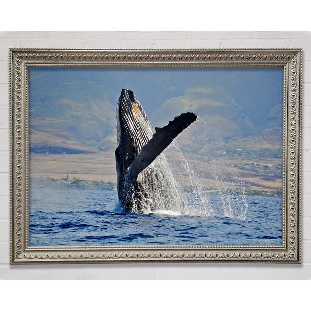 Whale Tail Framed Print House of Hampton Size: 84.1cm H x 118.9cm W x 3cm D, Format: Silver Framed Paper on Productcaster.